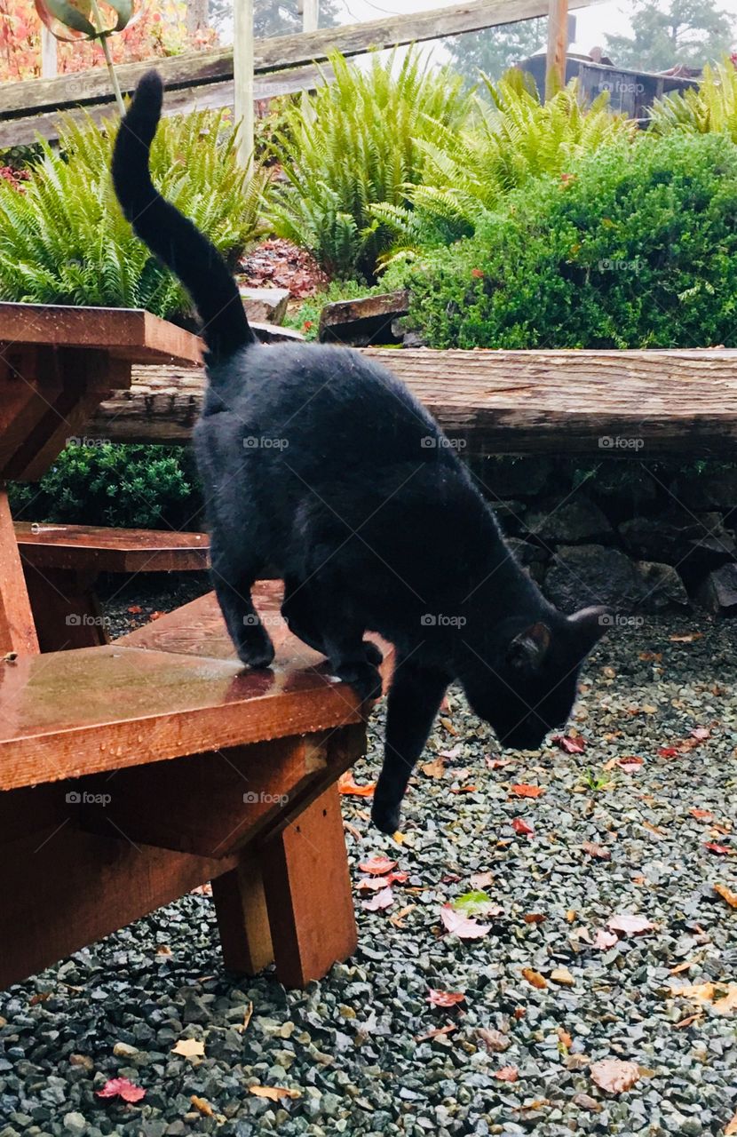 Black cat on bench 1