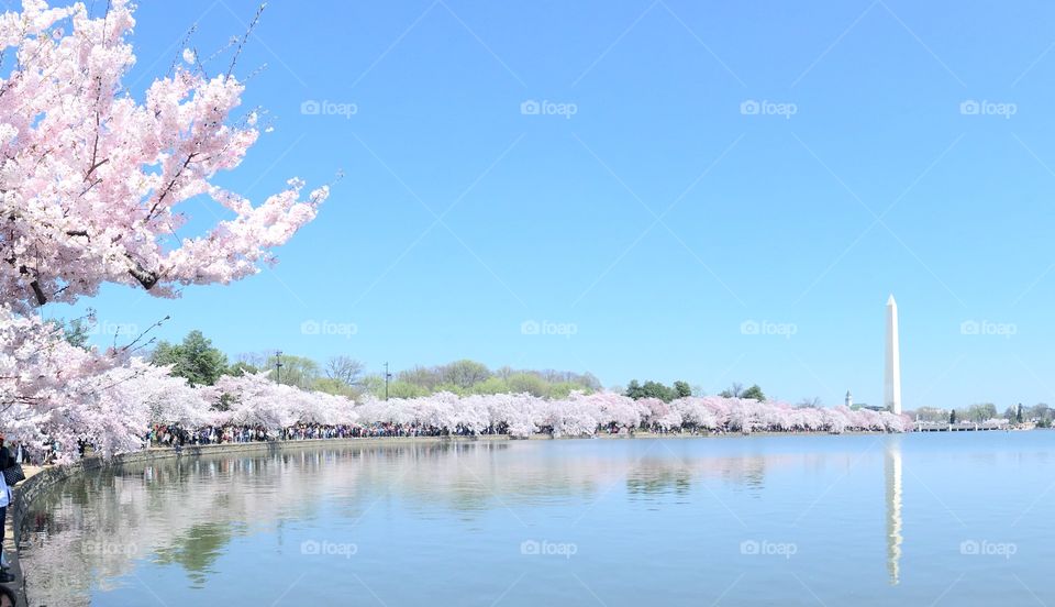 On a beautiful spring day cherry trees and cherry blossoms line the tidal basin in Washington, DC during the annual Cherry Blossom Festival