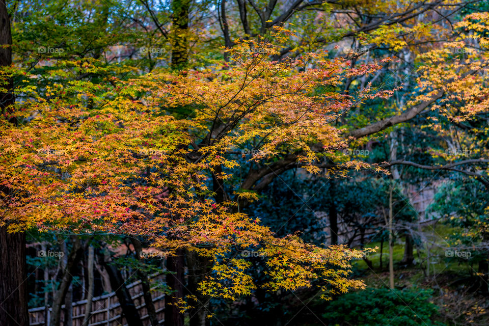 A walk in the park among maple trees in glorious autumn/winter colors