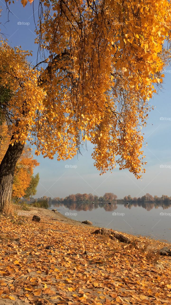 Golden autumn in Kyiv park Natalka, Ukraine. 
