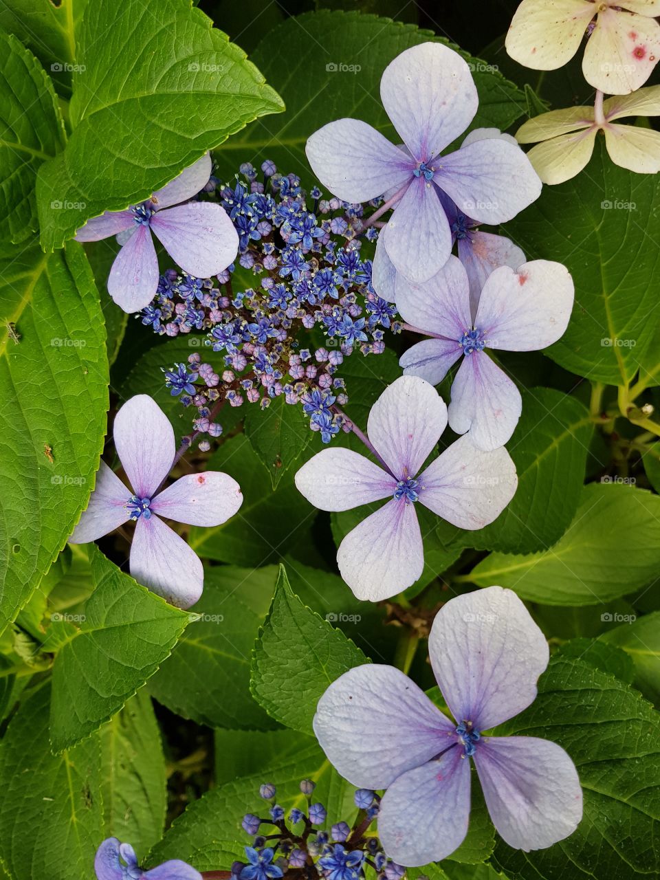 Blue beautiful Flowers