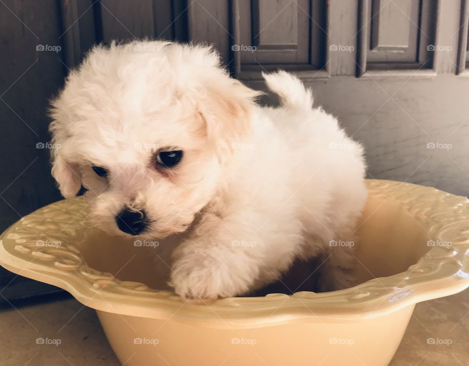 Newbie pup in light yellow Mexican bowl. Fluffy white baby Bichon boy. Paw up.