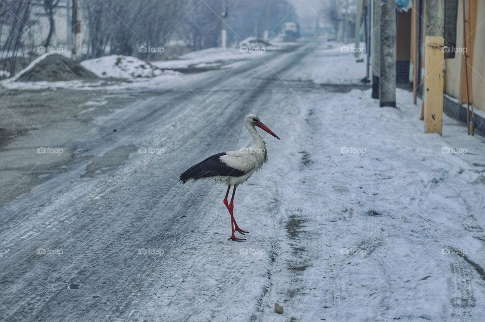 stork on the road