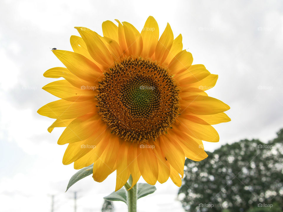 Close-up of sunflower