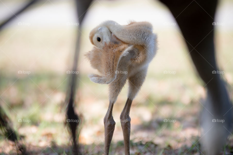 Framed baby chick crane bird