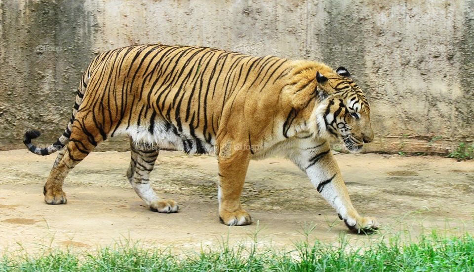 tigre zôo de Brasília