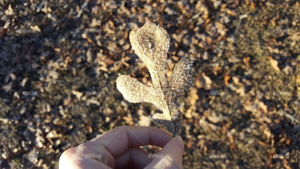 Light frost on the leaves