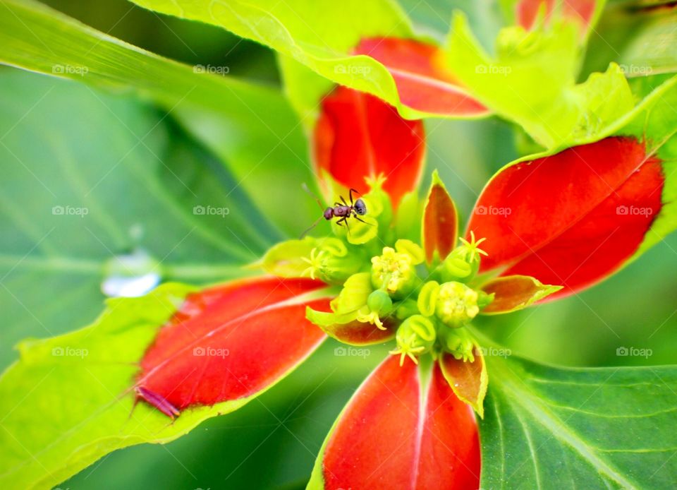 Ant on a Red Flower