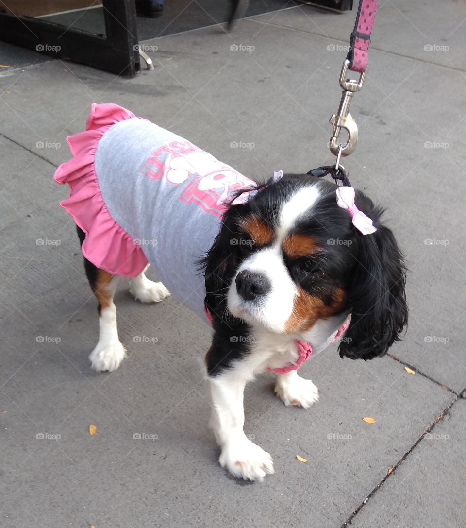 Dog Pretty in Pink in NYC