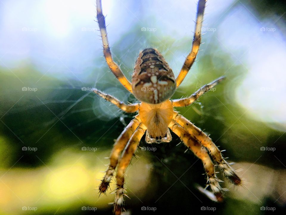spider