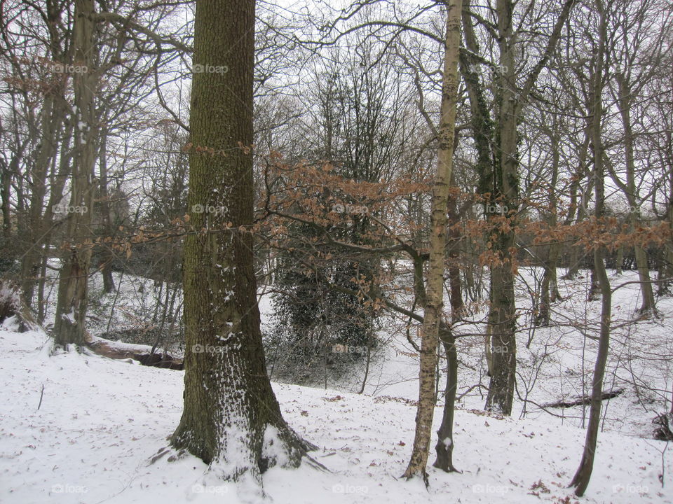 Trees In The Snow