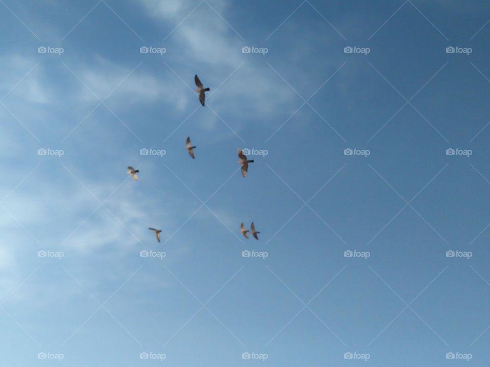 Flock of pigeons flying cross the sky.