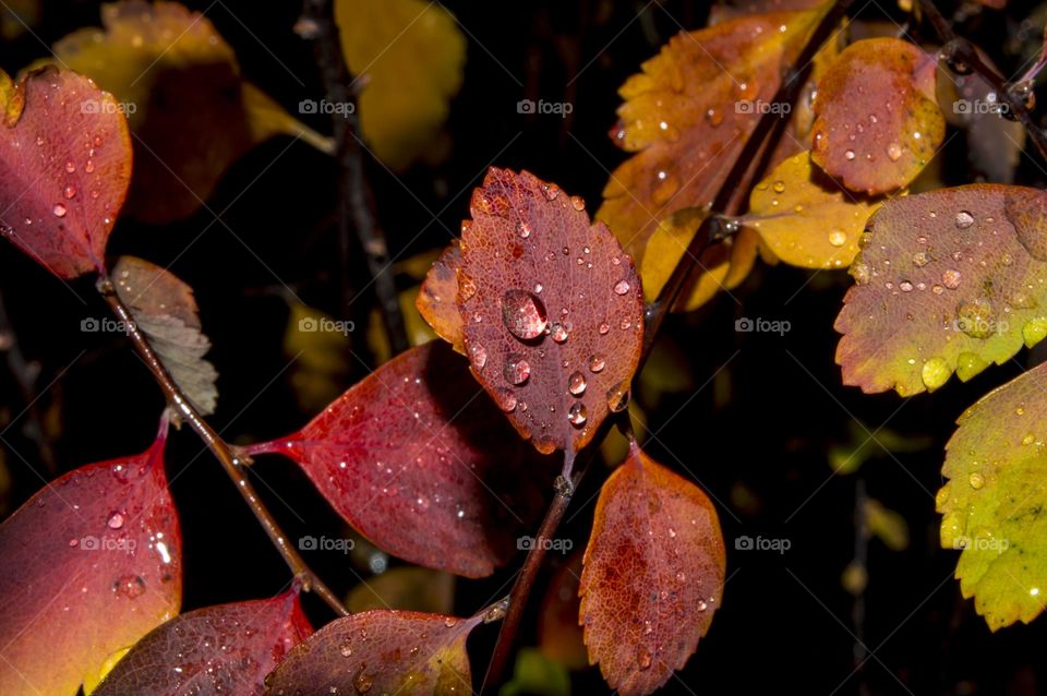 Twig after the rain