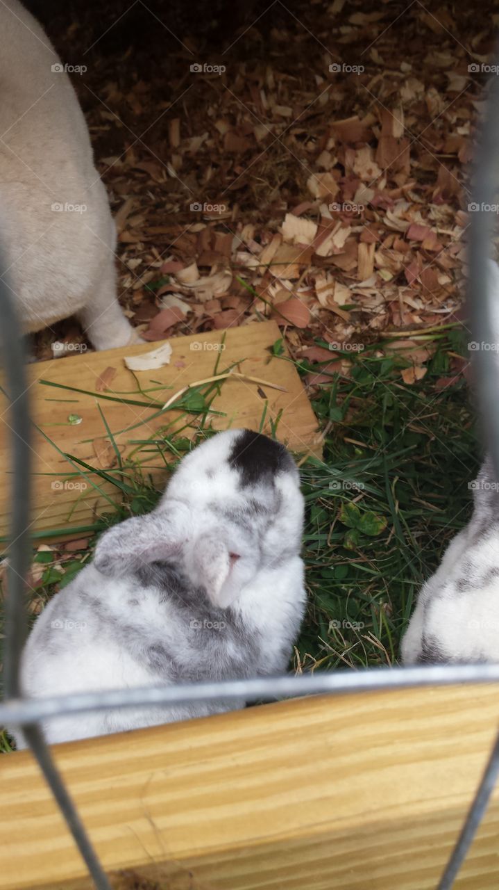 Mammal, Pet, Animal, Cute, Cat