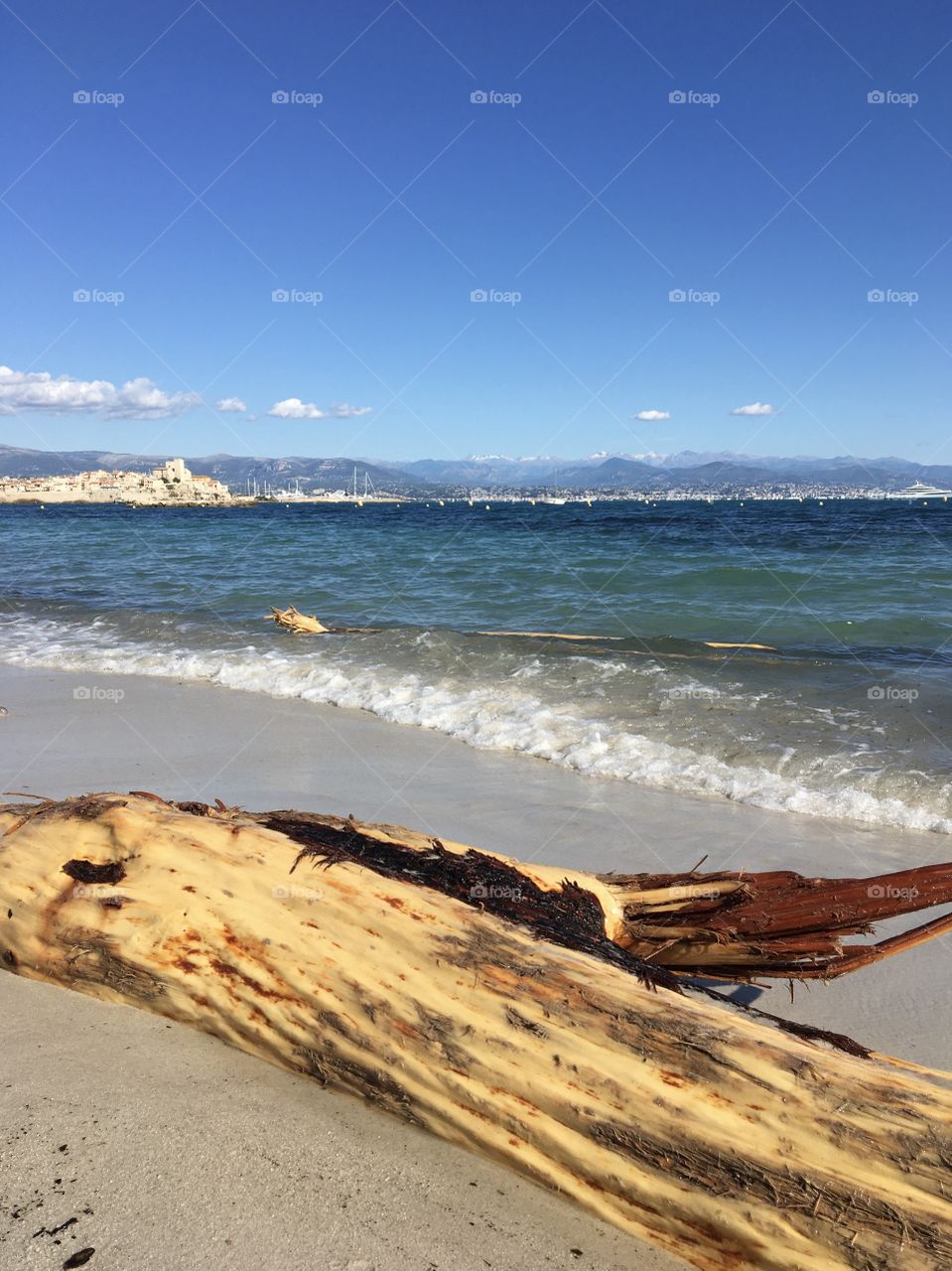 Trunk from big flood on beach of Antibes