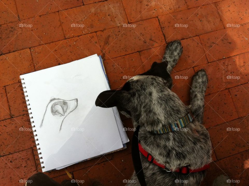 Dog sketch 