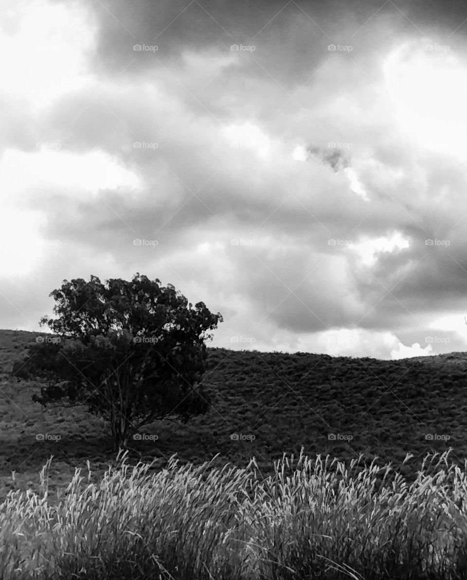 An Australian stormy landscape in black and white