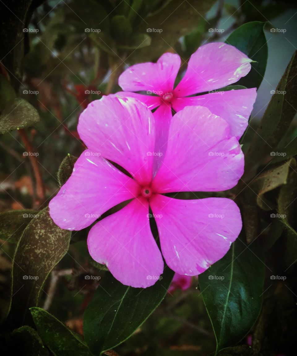 🌹 🇺🇸 Very beautiful flowers to brighten our day.  Live nature and its beauty. Did you like the delicate petals? / 🇧🇷 Flores muito bonitas para alegrar nosso dia. Viva a natureza e sua beleza. Gostaram das pétalas delicadas? 