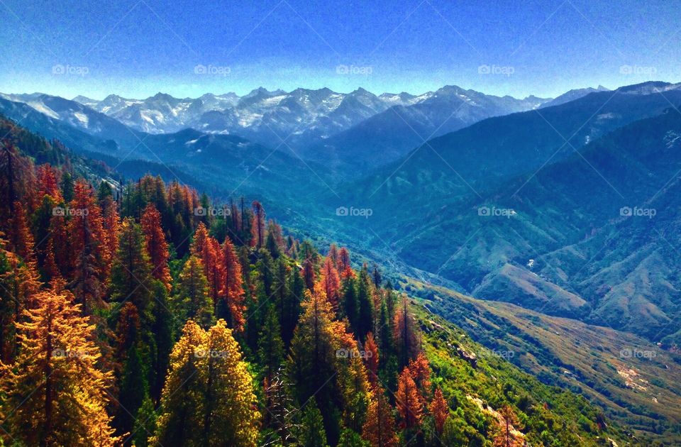 Scenic view of autumn trees and mountain range