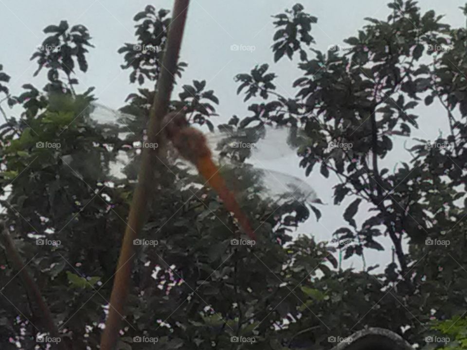 This is a very beautiful housefly yalo red.