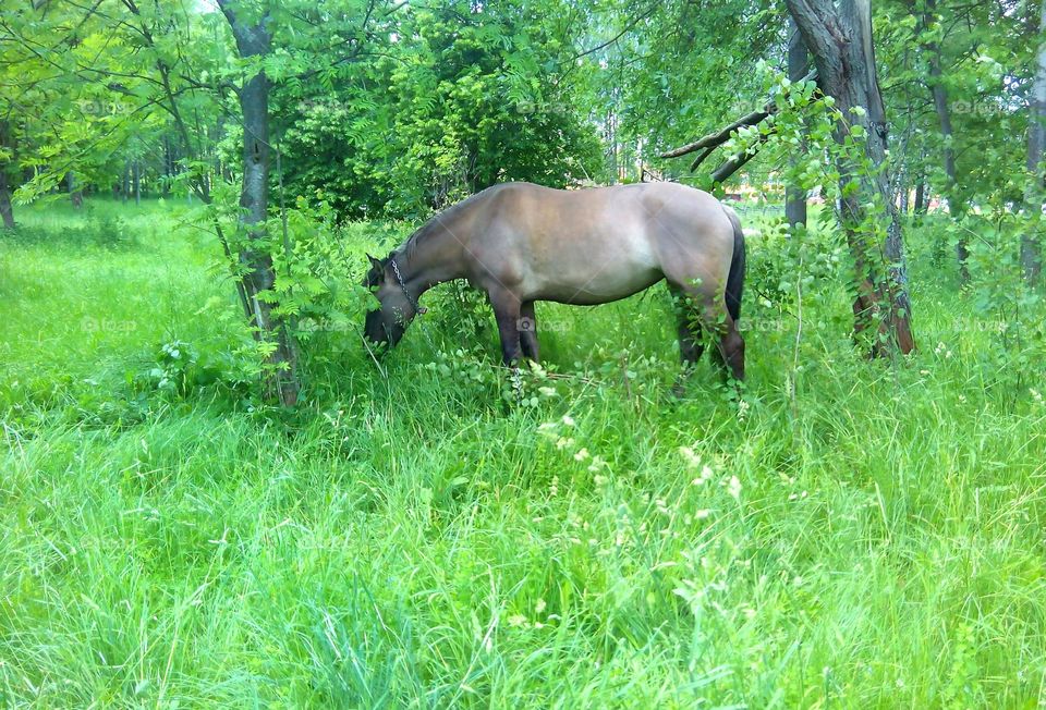 Grass, Mammal, No Person, Nature, Animal