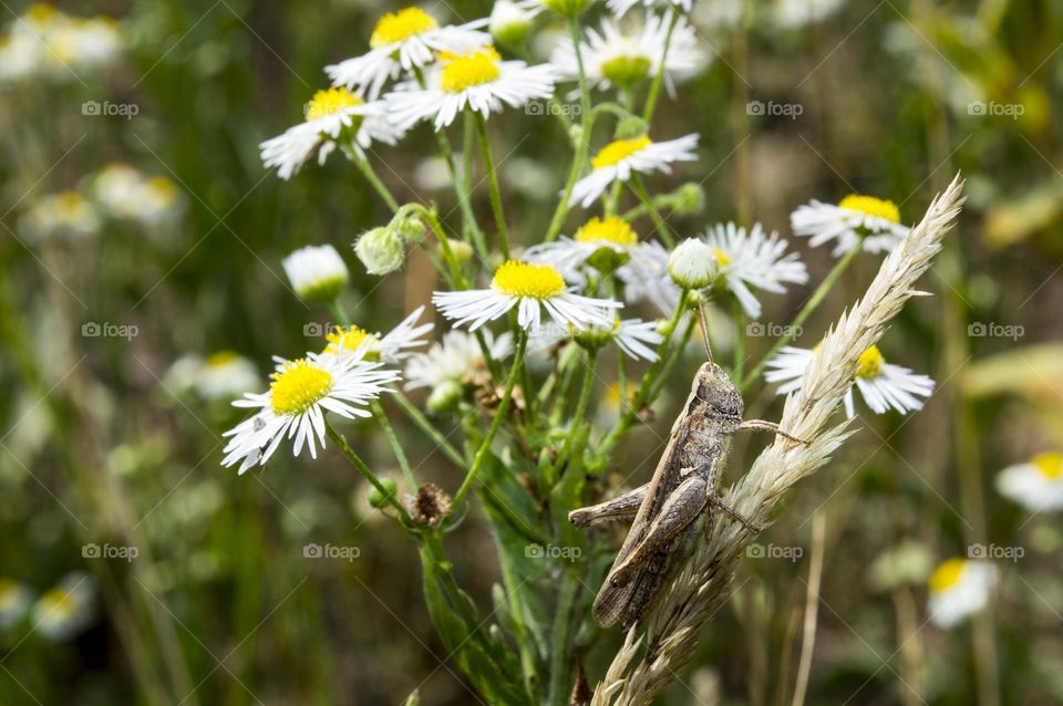 Grasshopper on a background of flowers