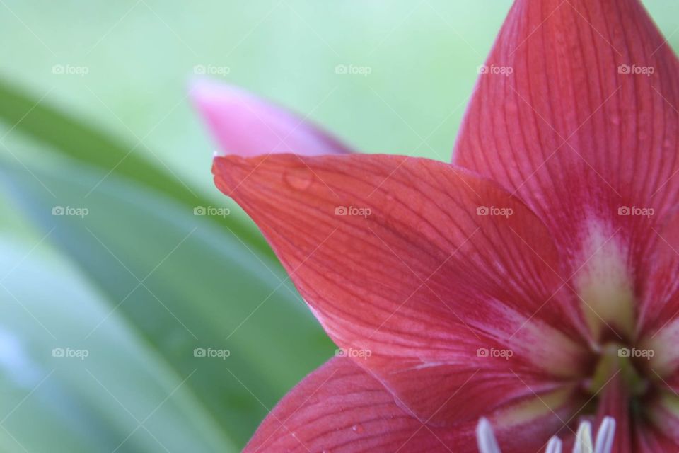 Amaryllis