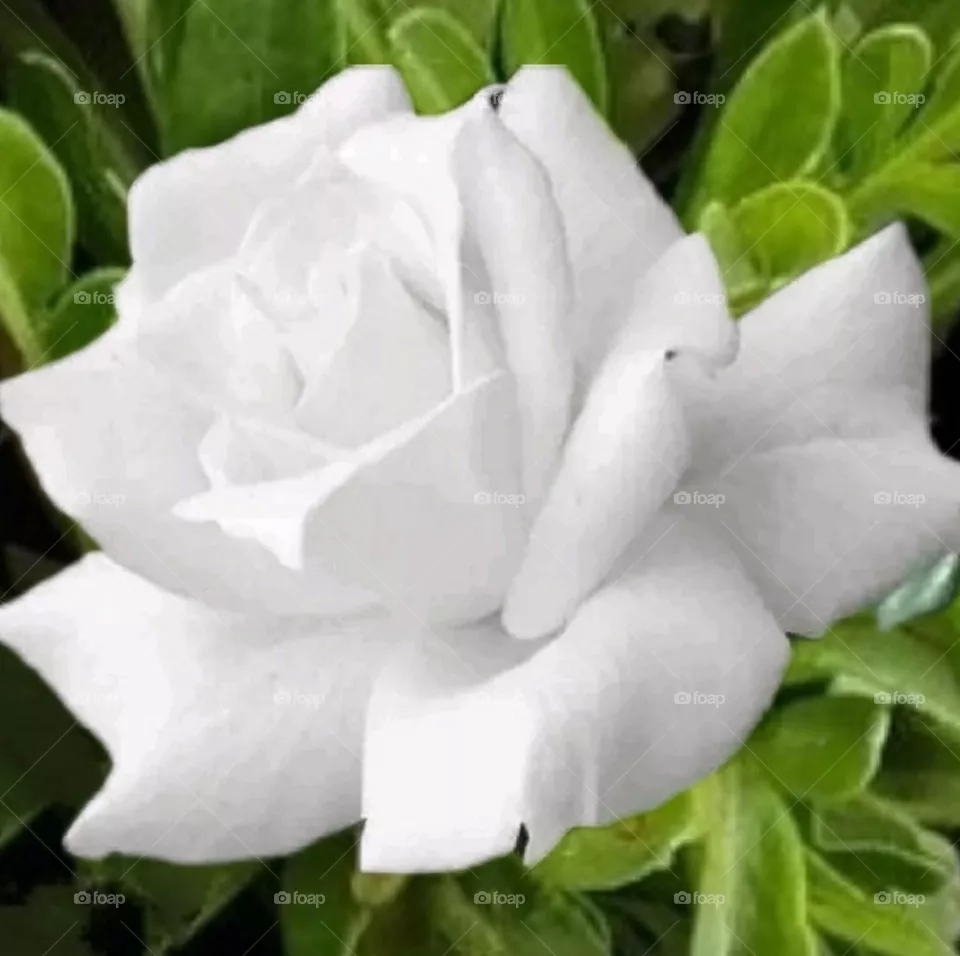 most beautiful and attractive white flowers in the garden.
