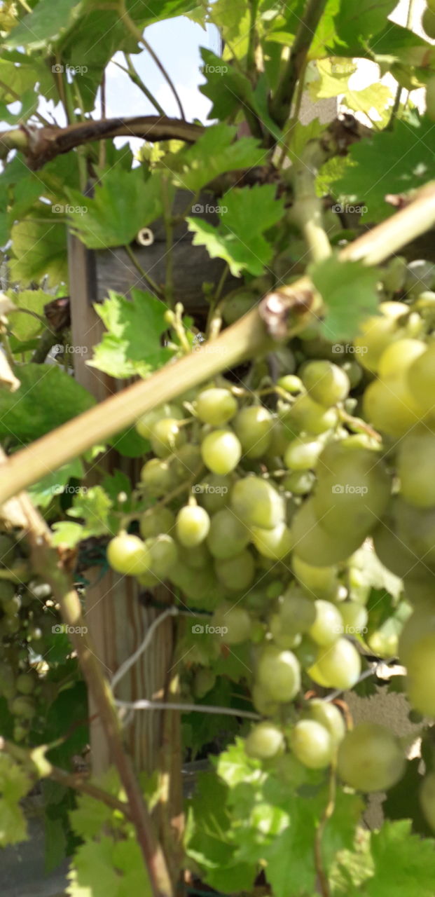 yellow grapes in the sun