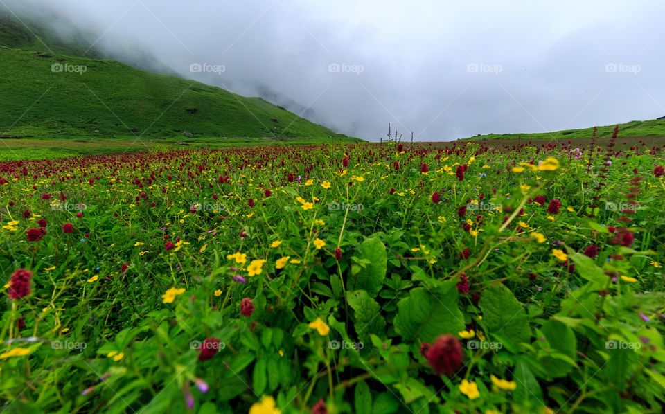 wherever the eyes goes...