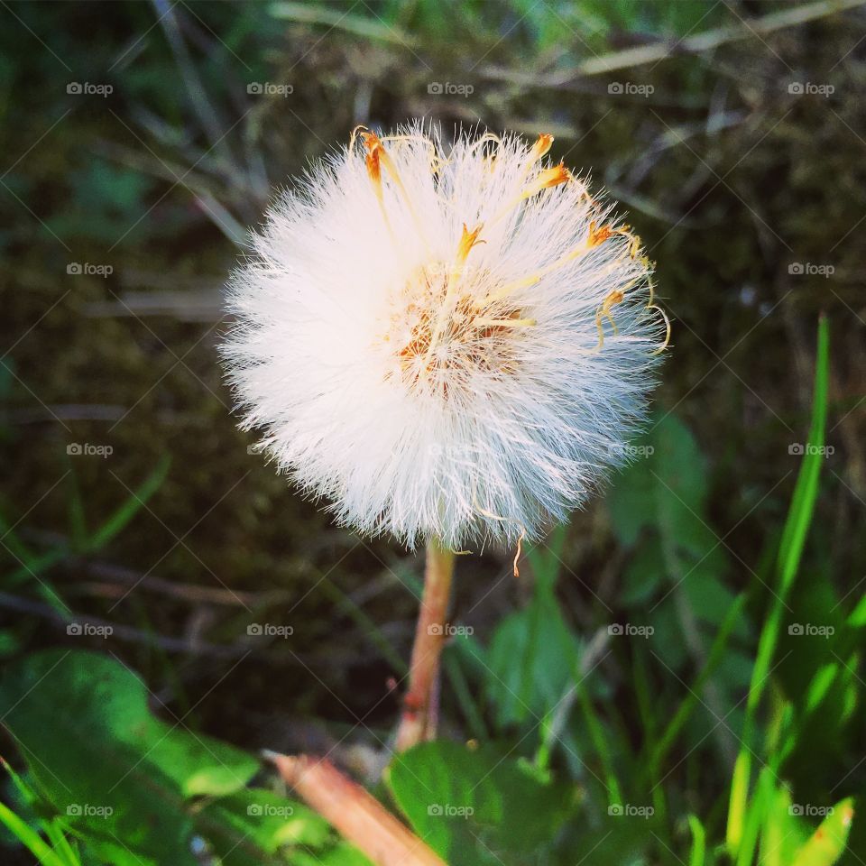 Dandelion