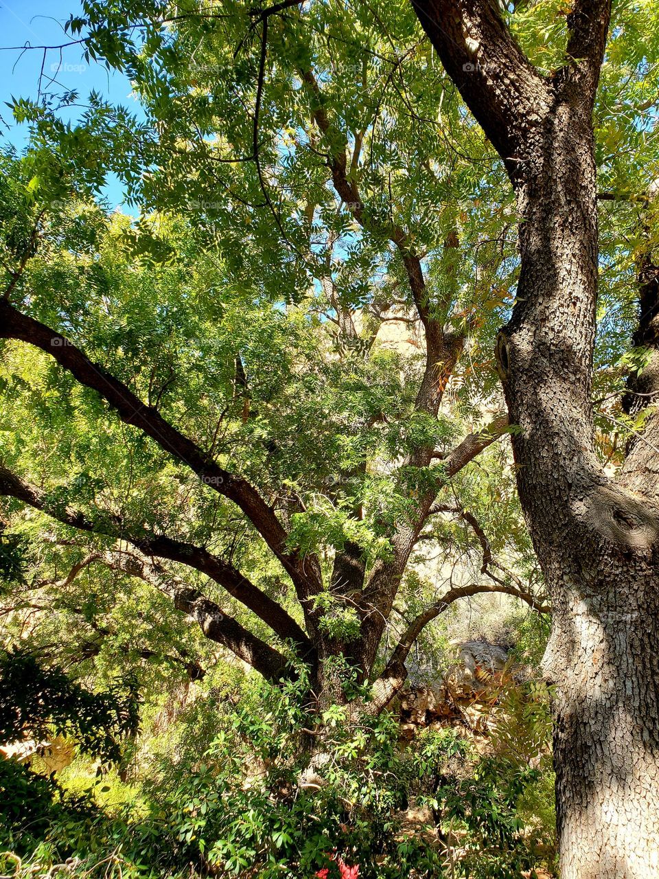 beauty of trees in the desert