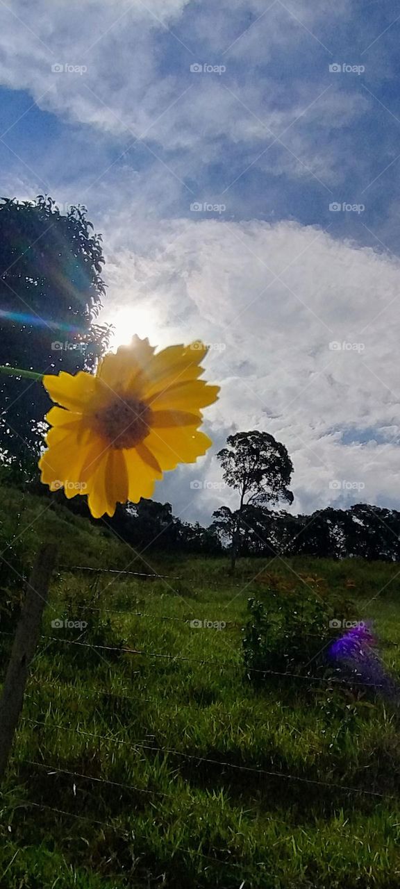 yellow daisy with sun