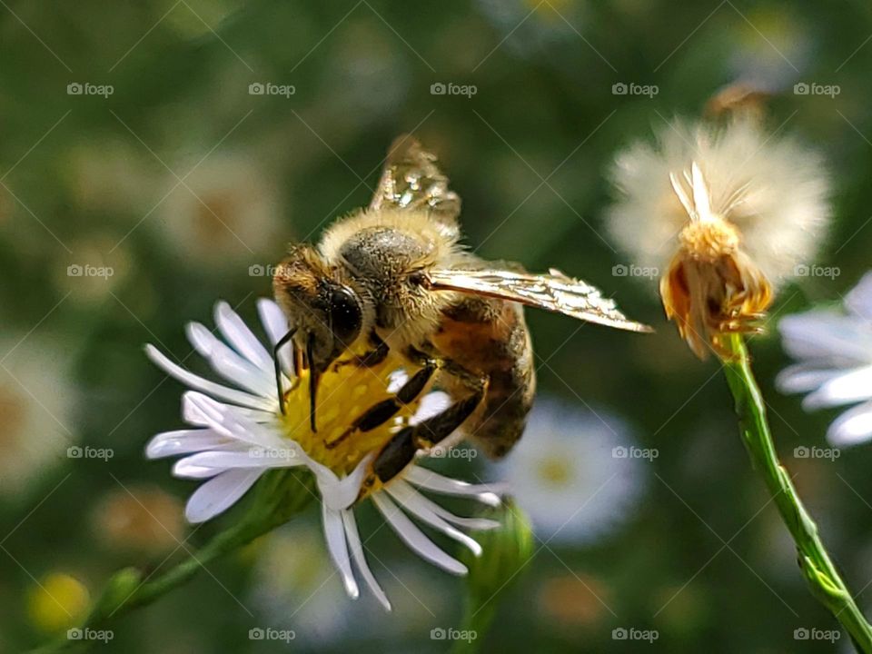 A bee pollinating a flower