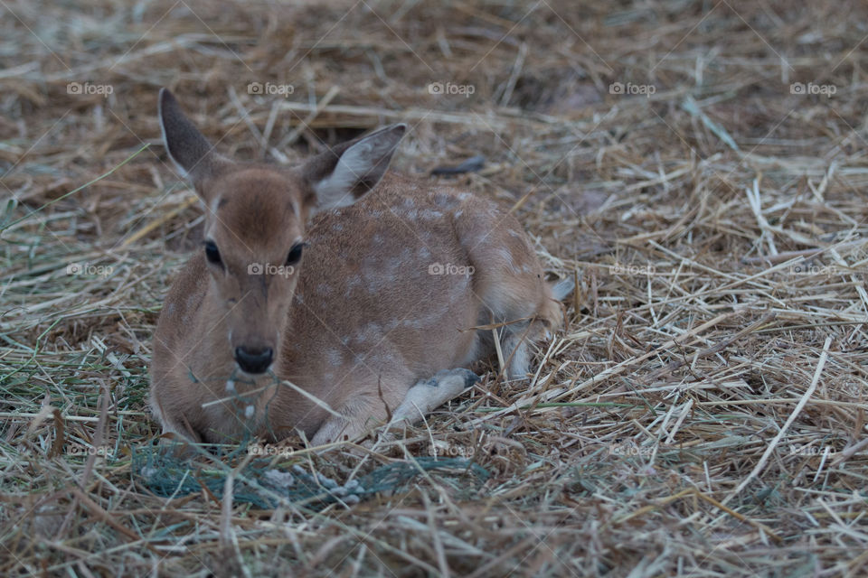 Deer on the grass