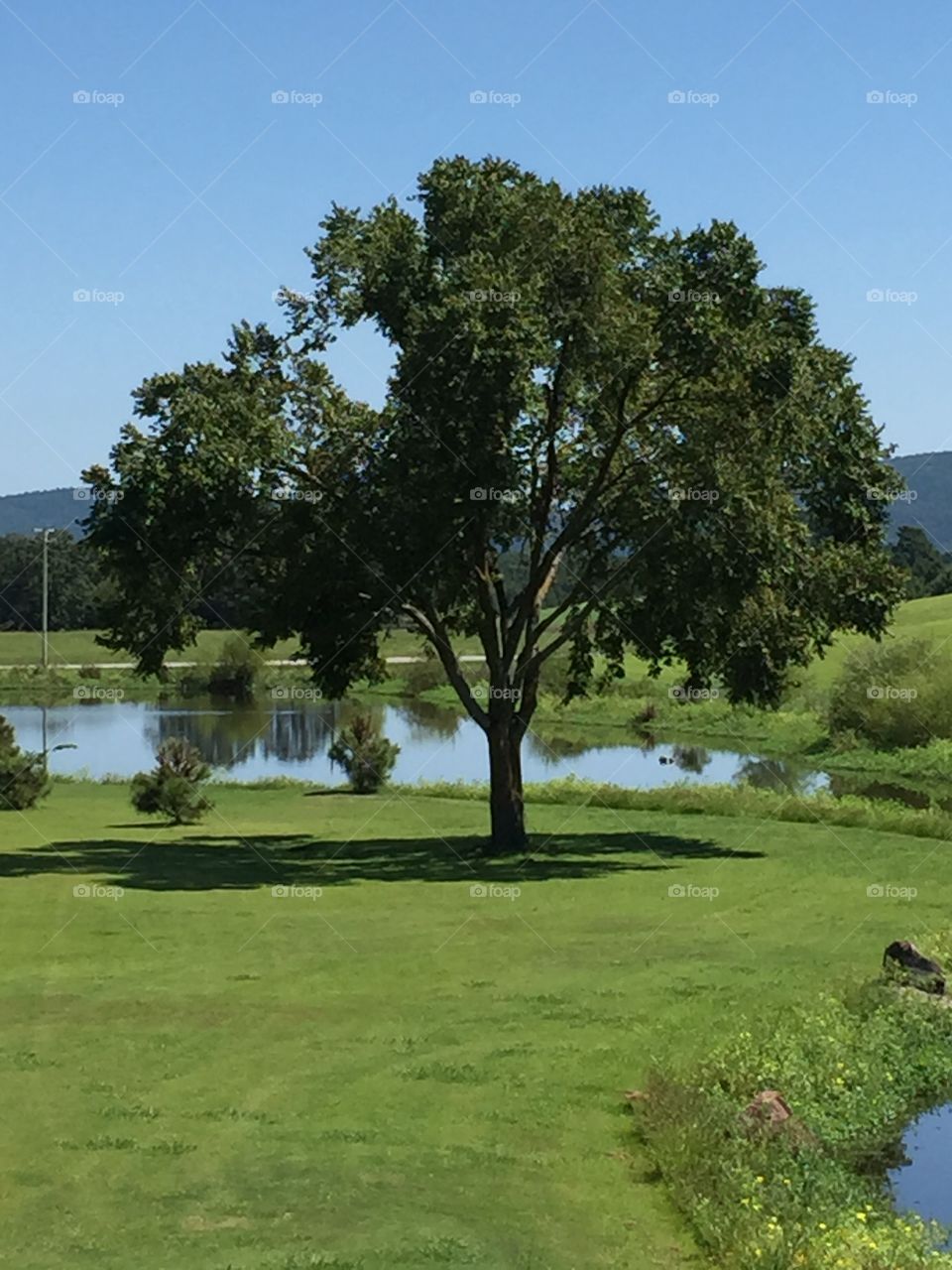 Peaceful Tree. Located on Chamberlyne Golf Course.  A very peaceful hole 