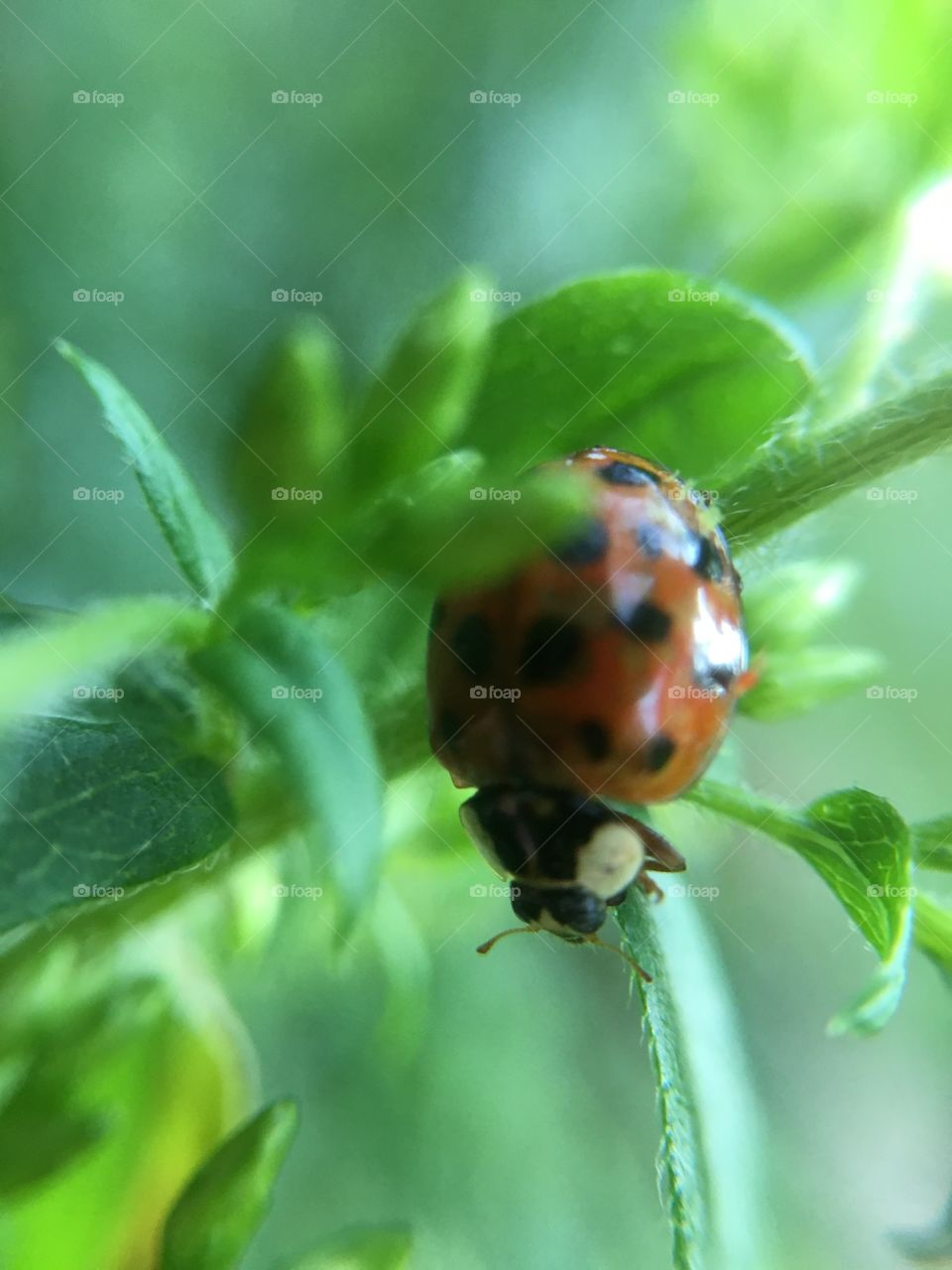 Ladybug
