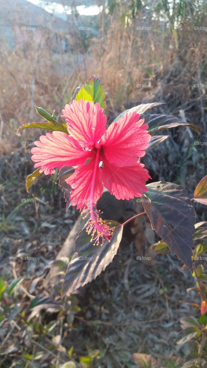 flowers