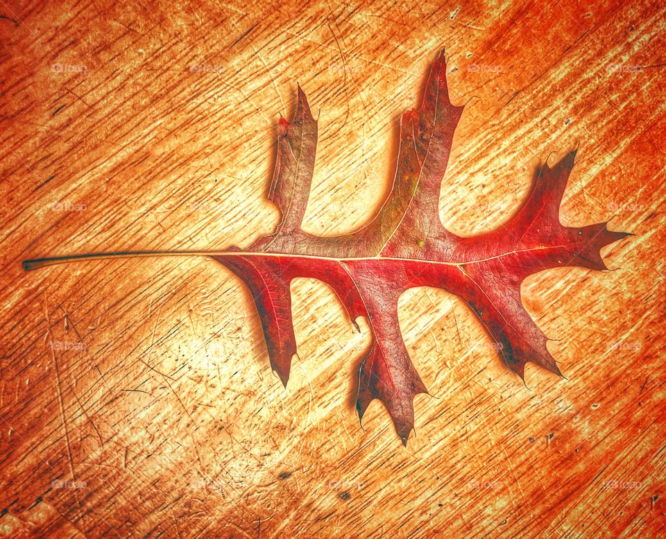 Oak leaf autumn leaf on wood table 