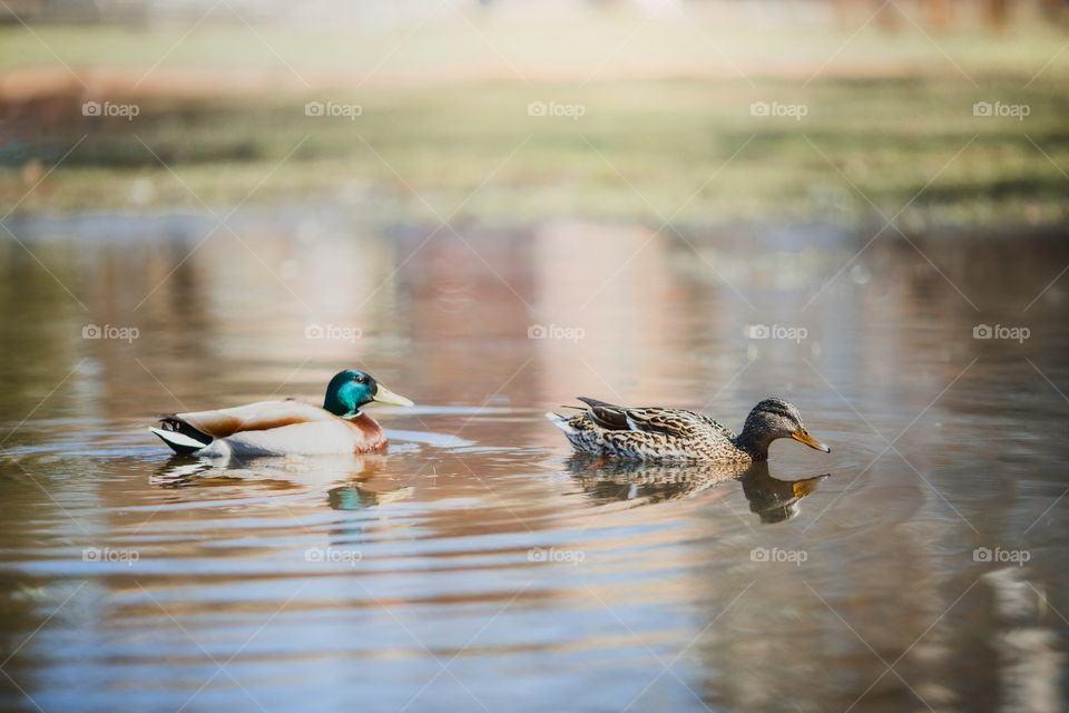 Ducks in puddle at spring