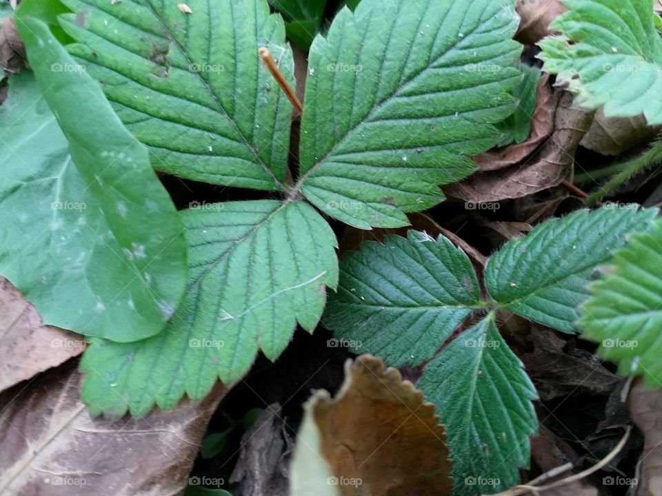 Куст клубники.