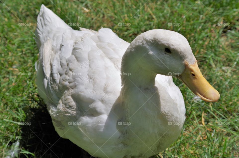 White duck