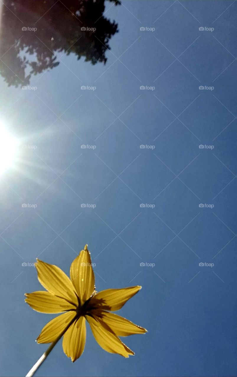 here from the view of a flower looking at the blue sky with the beautiful glow of the sun feeling its warmth