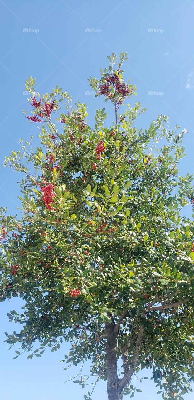 waiting for spring. tree