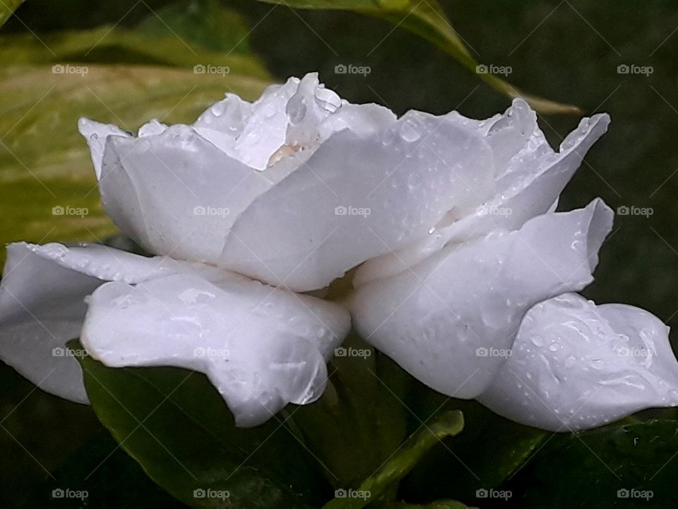 Beautiful white flower with raindrops.