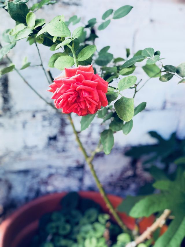 Flower 