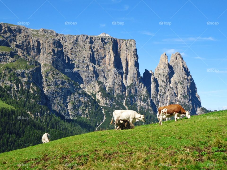 Cows on grassy landscape