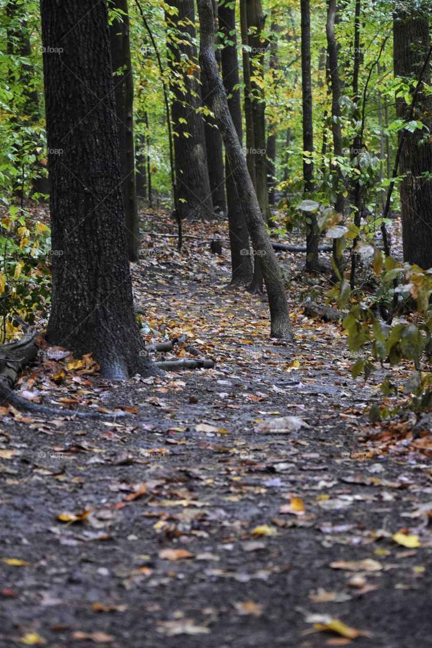 Path in the Woods