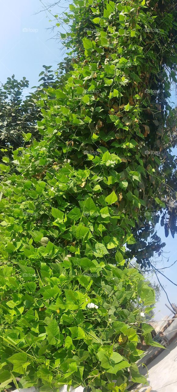 climbing plant