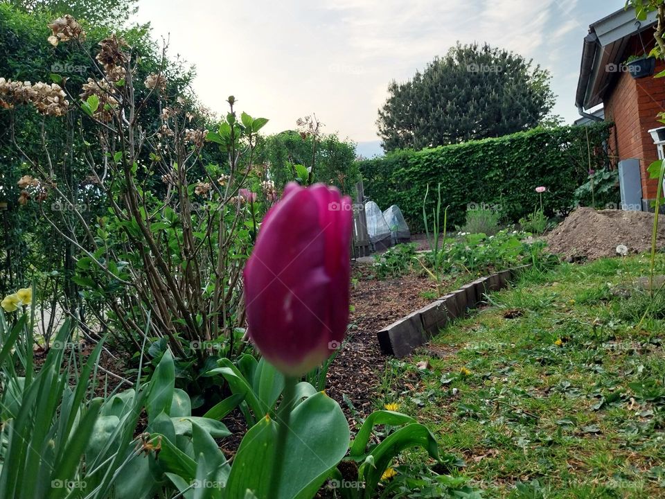 nice tulips in Odense